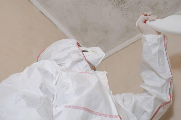 Trusted Kokomo, IN Mold Remediation Experts