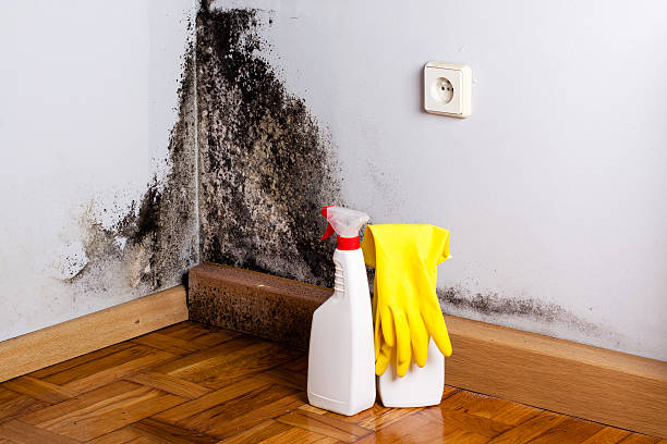 Best Black Mold Remediation in Kokomo, IN